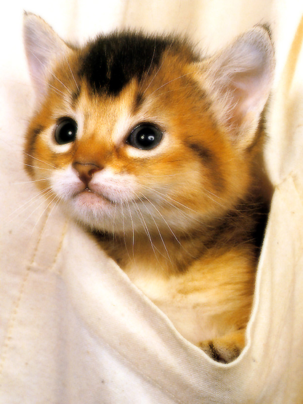 Gatti (324)